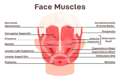 Head And Face Muscles Home Decor Premium Quality Poster Print Choose Your Sizes