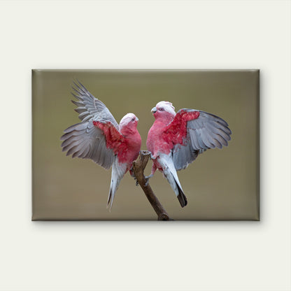 Galahs on Cooper Creek South Australia Wall Art Decor 100% Australian Made