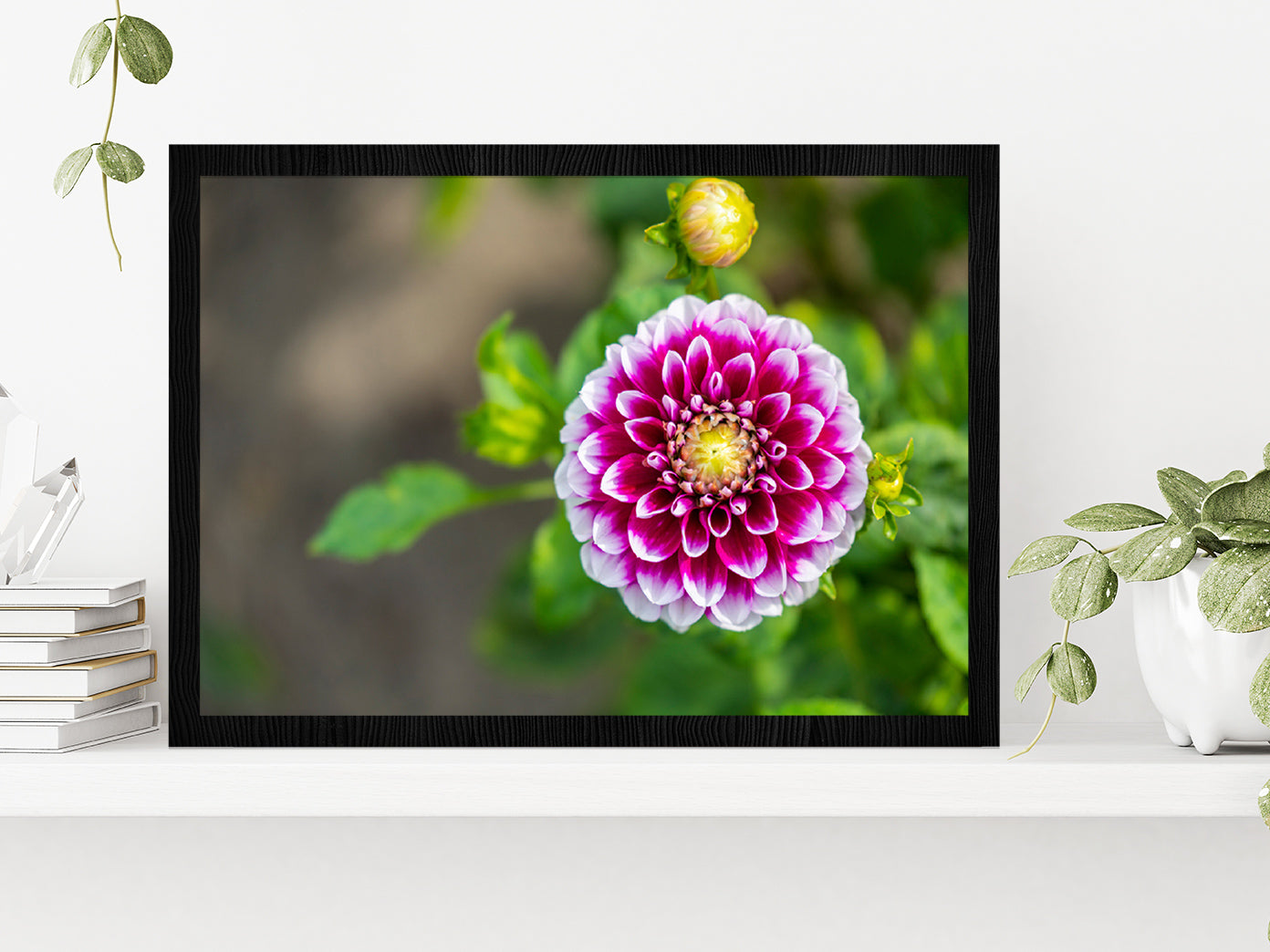 Shining Dahlia Flower Glass Framed Wall Art, Ready to Hang Quality Print Without White Border Black
