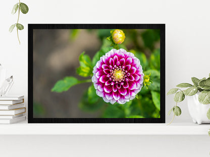 Shining Dahlia Flower Glass Framed Wall Art, Ready to Hang Quality Print Without White Border Black