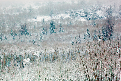 Snowy Winter Woodland Glass Framed Wall Art, Ready to Hang Quality Print