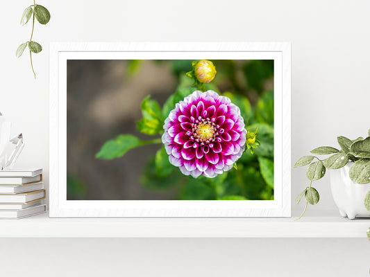 Shining Dahlia Flower Glass Framed Wall Art, Ready to Hang Quality Print With White Border White