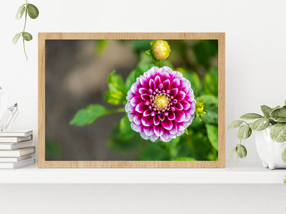 Shining Dahlia Flower Glass Framed Wall Art, Ready to Hang Quality Print Without White Border Oak