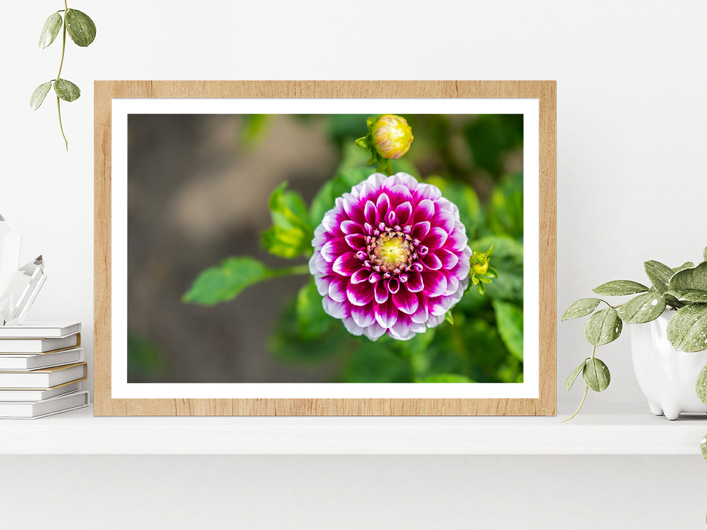 Shining Dahlia Flower Glass Framed Wall Art, Ready to Hang Quality Print With White Border Oak