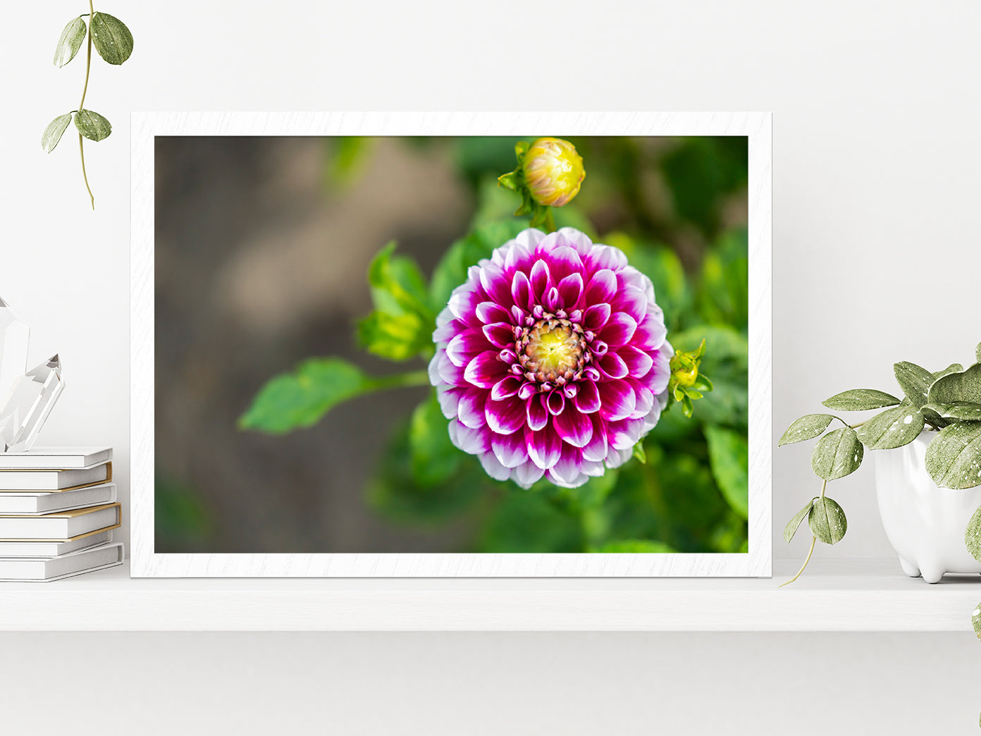 Shining Dahlia Flower Glass Framed Wall Art, Ready to Hang Quality Print Without White Border White