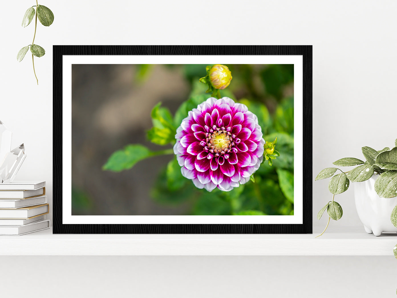 Shining Dahlia Flower Glass Framed Wall Art, Ready to Hang Quality Print With White Border Black