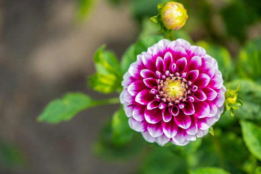 Shining Dahlia Flower Glass Framed Wall Art, Ready to Hang Quality Print