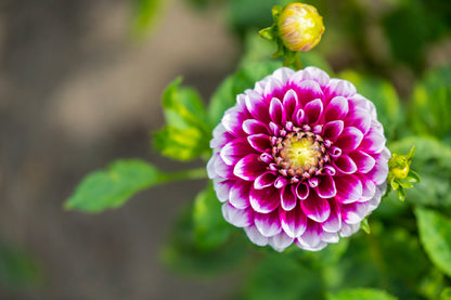 Shining Dahlia Flower Glass Framed Wall Art, Ready to Hang Quality Print