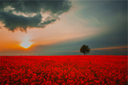 Red Field & Tree Spring Sunset Home Decor Premium Quality Poster Print Choose Your Sizes