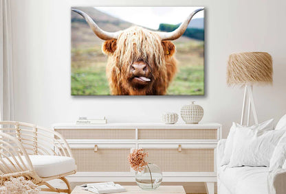 Bella Home Highland Cow Face Closeup 90x60cm Print 100% Australian Made