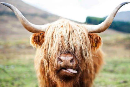 Bella Home Highland Cow Face Closeup 90x60cm Print 100% Australian Made