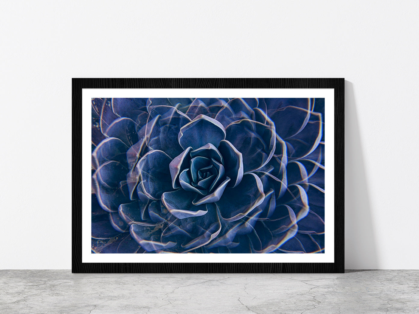 Succulent Rock Rose Closeup Glass Framed Wall Art, Ready to Hang Quality Print With White Border