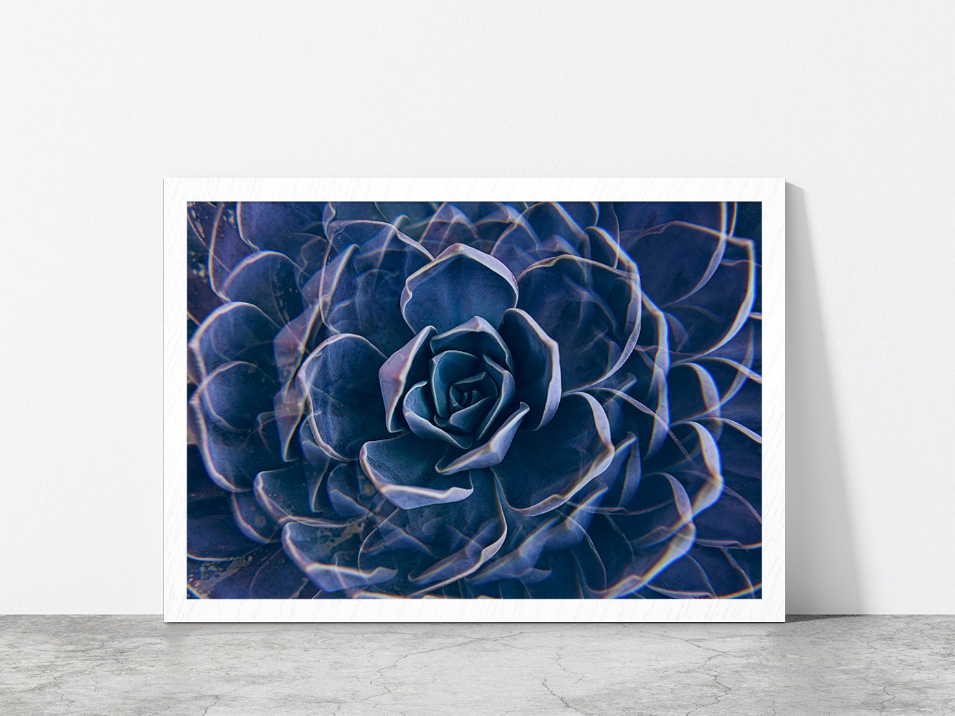 Succulent Rock Rose Closeup Glass Framed Wall Art, Ready to Hang Quality Print Without White Border White