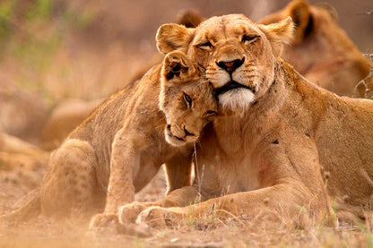 Bella Home Lioness & Cub in The Kruger 90x60cm Print 100% Australian Made