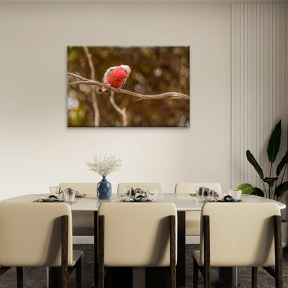 Lovely Galah Australia Wall Art Decor 100% Australian Made