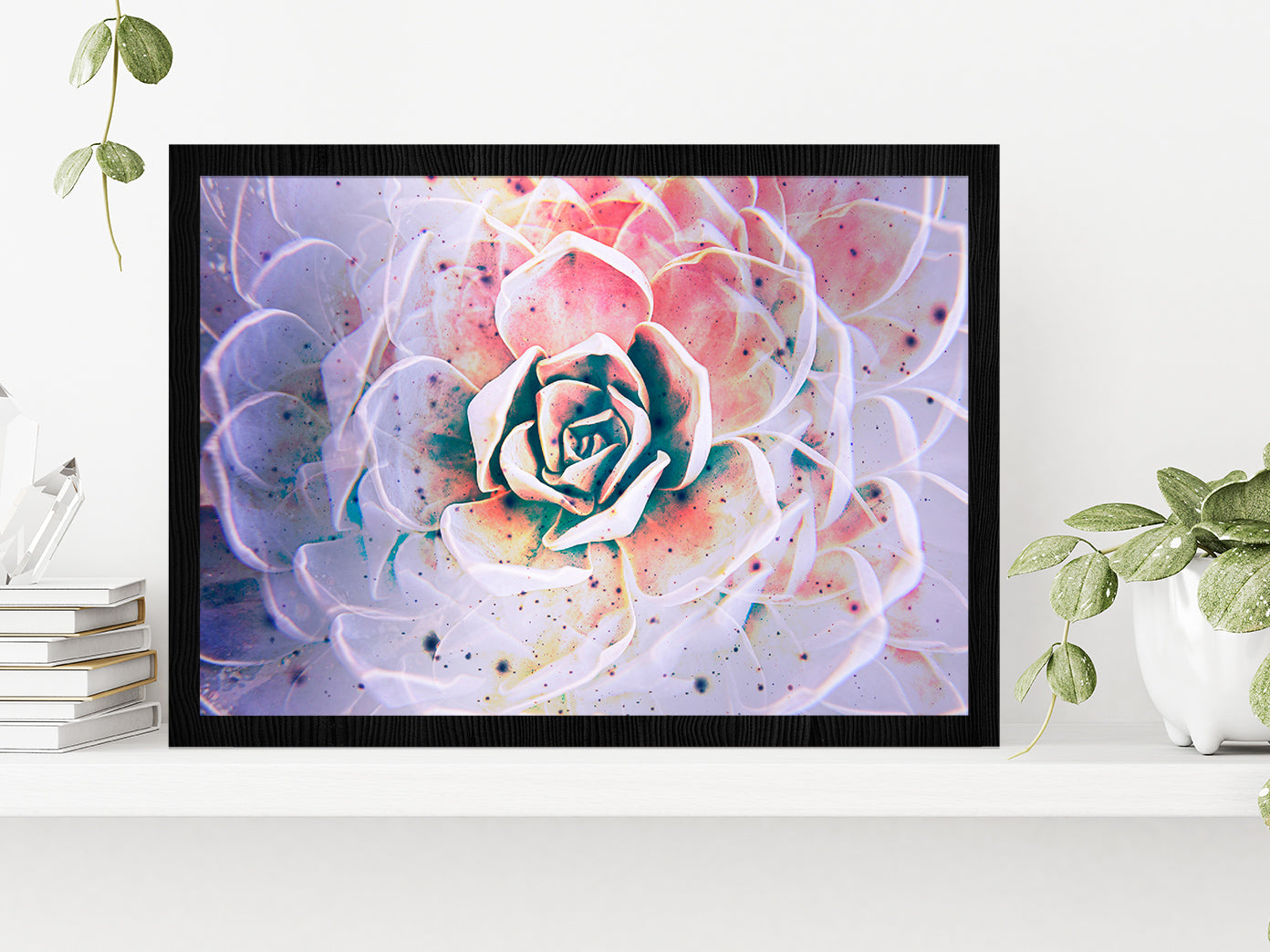 White Mexican Rose closeup Glass Framed Wall Art, Ready to Hang Quality Print Without White Border Black