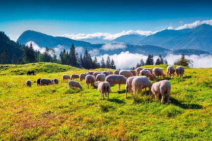 Sheep On Alpine Pasture In Summer Print 100% Australian Made