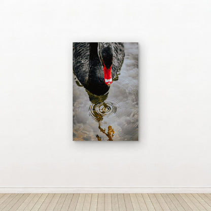 Australian Black Swan 60x90cm Metal Print Ready to Hang