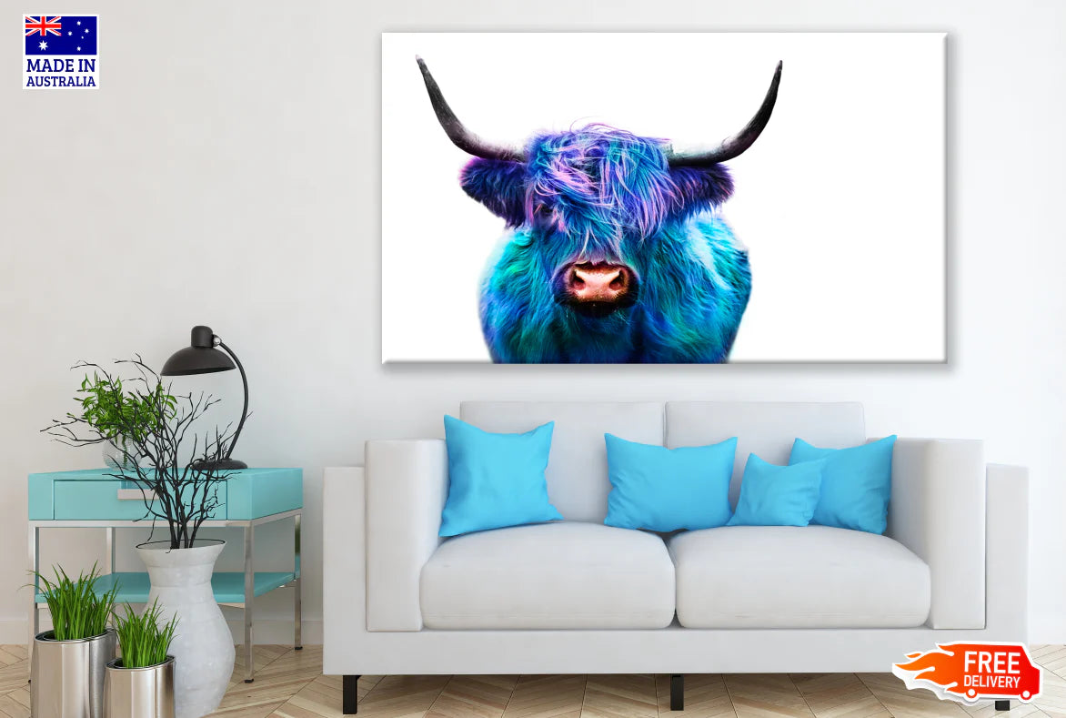 Blue Purple Highland Cow Photograph 90x60cm Print 100% Australian Made