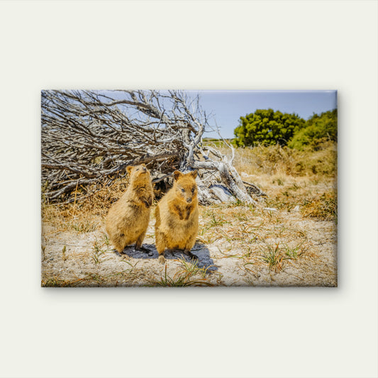 Quokka Rottnest Island Western Australia Wall Art Decor 100% Australian Made