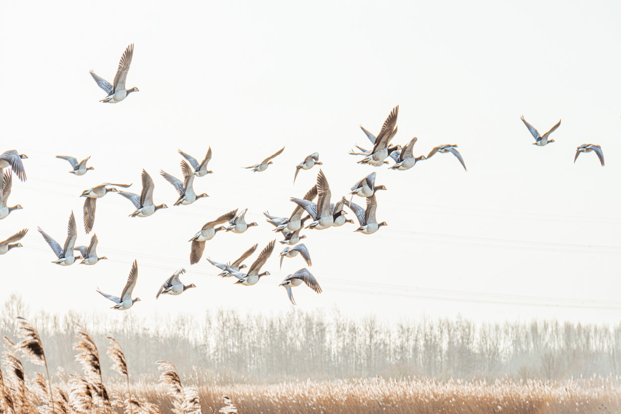 Neutral Toned Minimalist Flying Geese Birds Rustic Landscape  Wall Art Decor 100% Australian Made