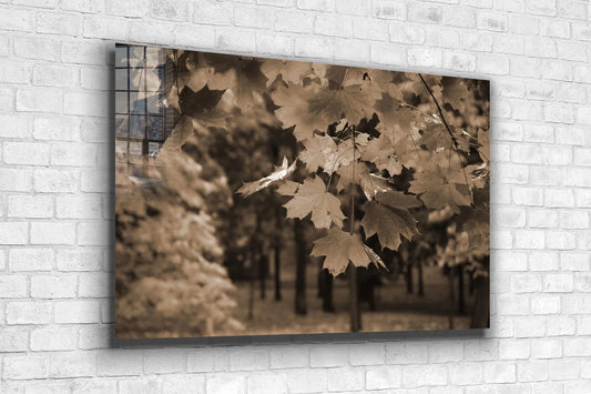 Autumn Tree Faded View UV Direct Aluminum Print Australian Made Quality