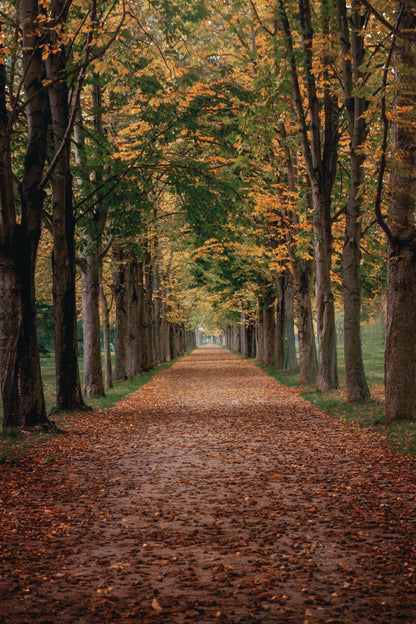 Avenue Covered by Fall Leaves in Pilnitz Park, Dresden, Germany Home Decor Premium Quality Poster Print Choose Your Sizes