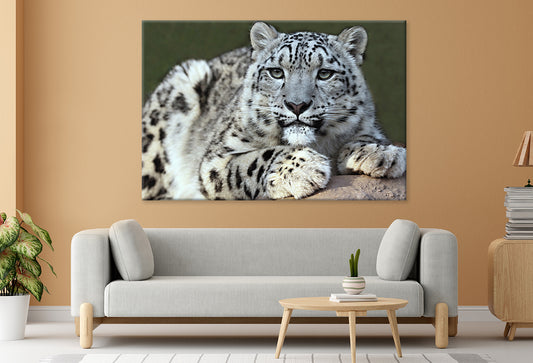 Snow leopard's portrait Wall Art Decor 100% Australian Made