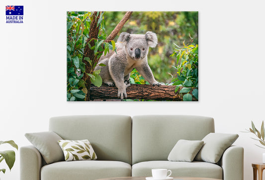 Koala on Eucalyptus Tree Taronga Zoo Sydney Wall Art Decor 100% Australian Made