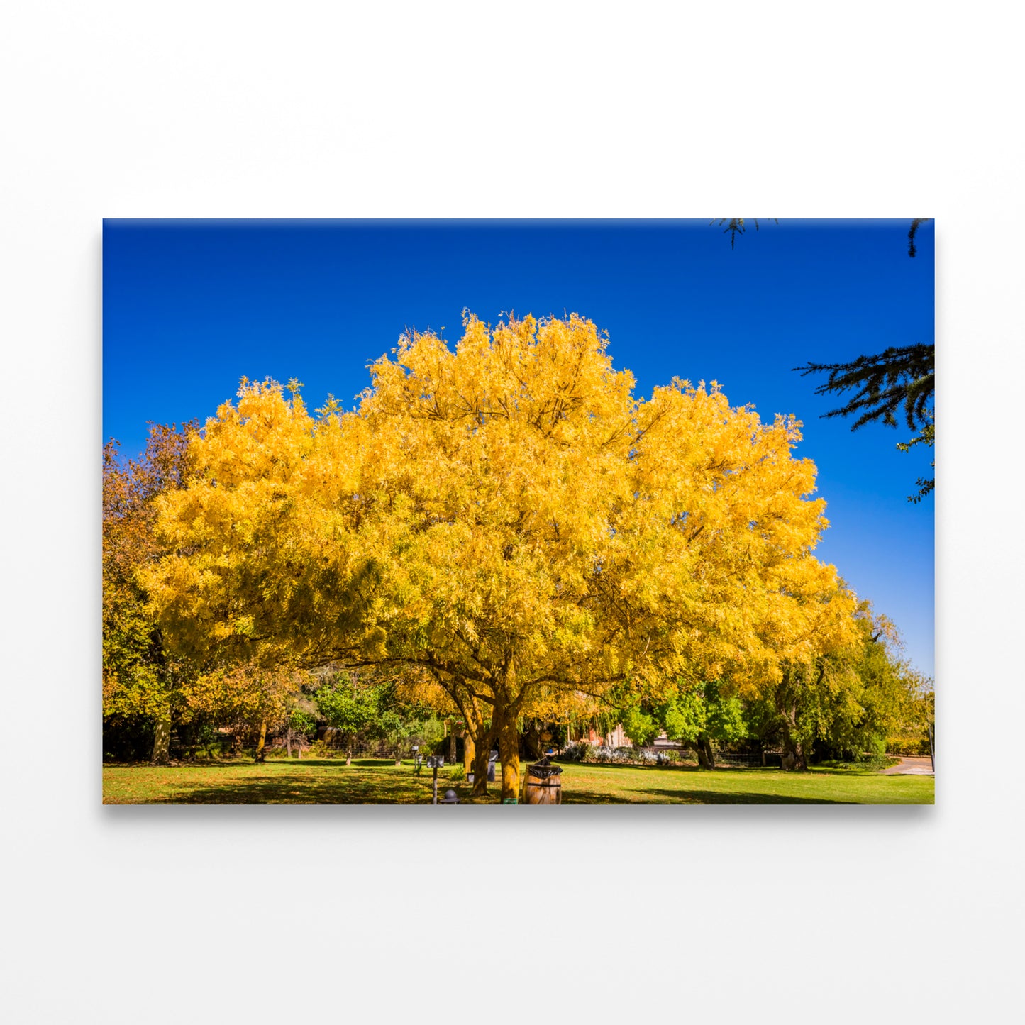 Scenic Clare Valley Vineyards South Australia Wall Art Decor 100% Australian Made