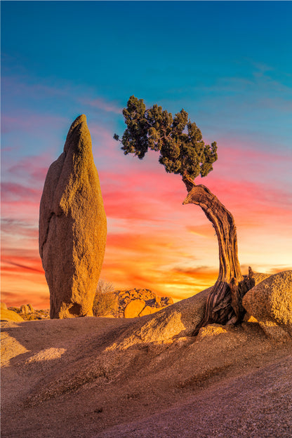 Sunset Joshua Tree Desert Nature 40x60cm Metal Print Ready to Hang