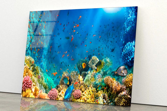 Underwater World Coral Fishes Of Red Sea  Acrylic Glass Print Tempered Glass Wall Art 100% Made in Australia Ready to Hang