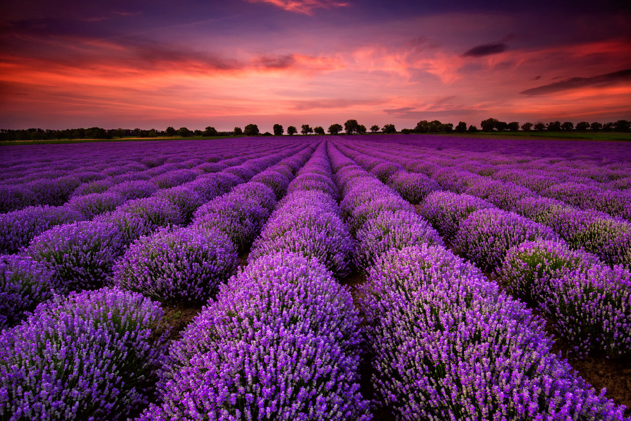 A Field Of Purple Flowers under a Sky with Clouds Print 100% Australian Made