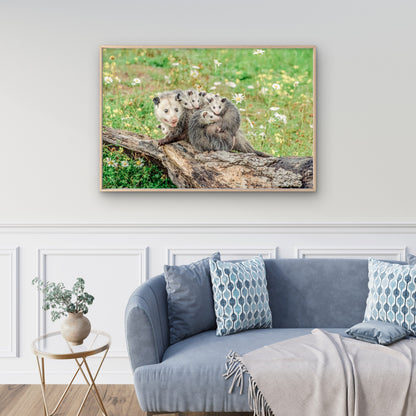 North American Mother Opossum Carrying Babies on Back Wall Art Decor 100% Australian Made