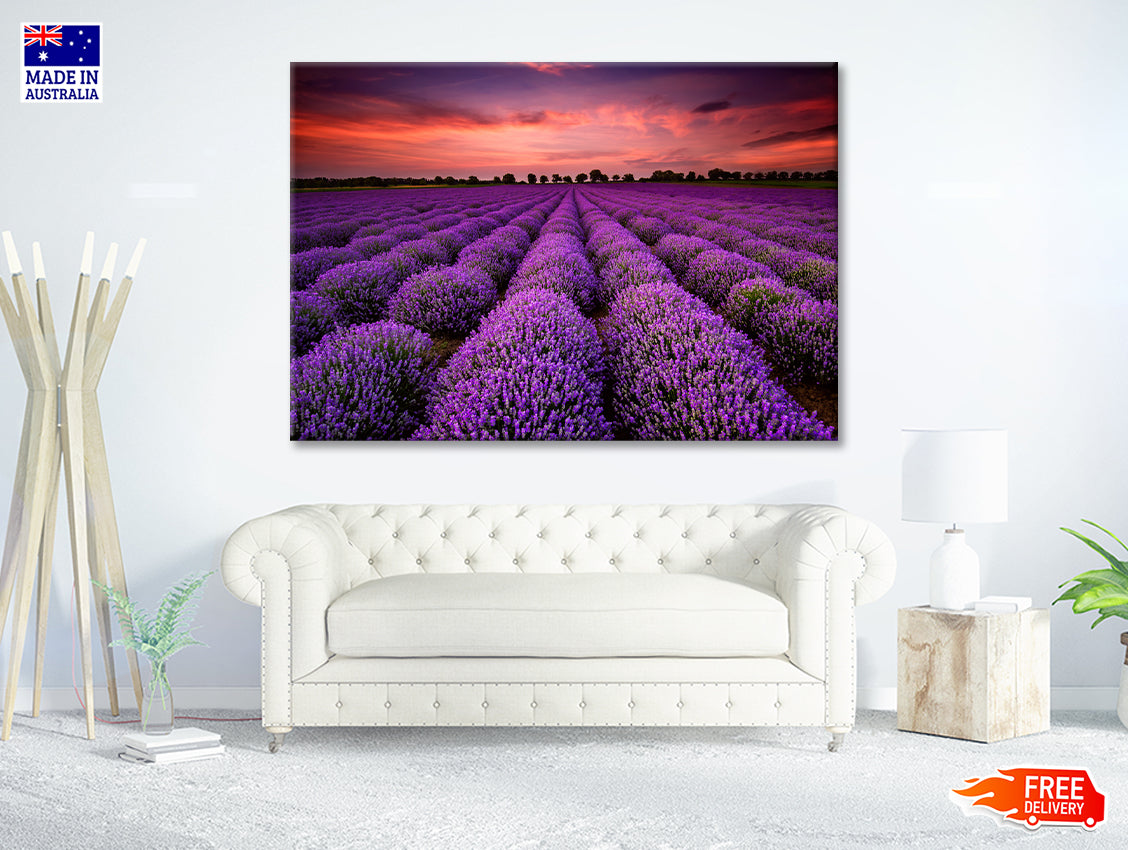 A Field Of Purple Flowers under a Sky with Clouds Print 100% Australian Made