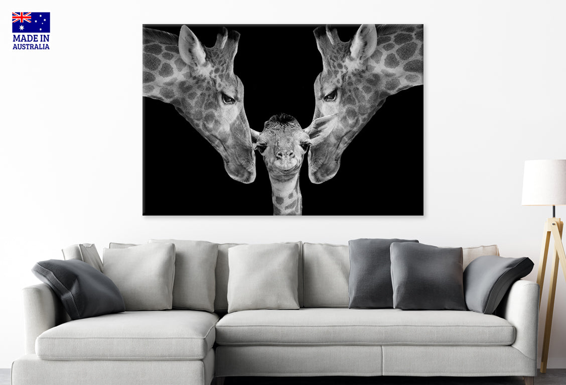 Father and Mother Giraffe Playing with Her Cute Baby Wall Art Decor 100% Australian Made