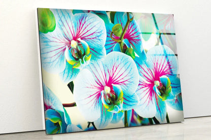 Blue Orchid Flowers UV Direct Aluminum Print Australian Made Quality