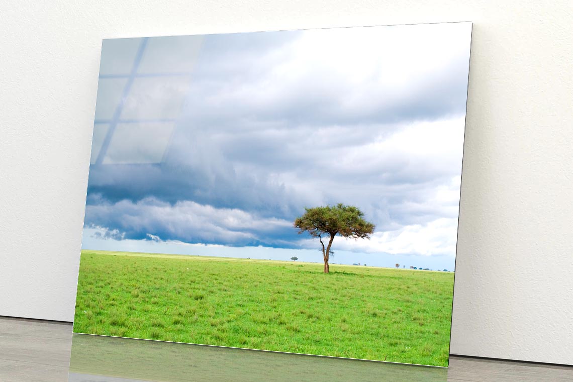 Detached Tree Green Grassland in Savanna Acrylic Glass Print Tempered Glass Wall Art 100% Made in Australia Ready to Hang