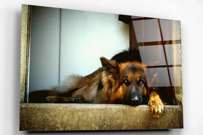 German Shepherd Acrylic Glass Print Tempered Glass Wall Art 100% Made in Australia Ready to Hang