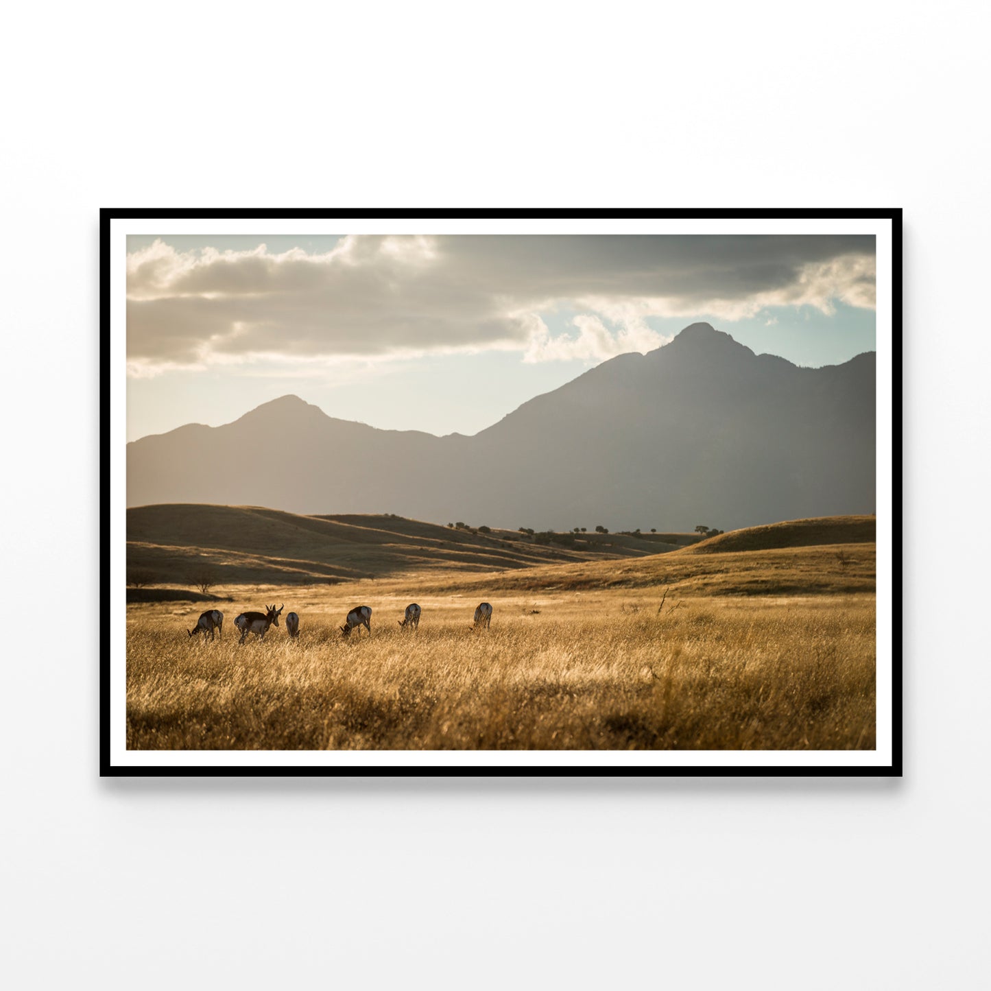 Sonoita Antelope Home Decor Premium Quality Poster Print Choose Your Sizes