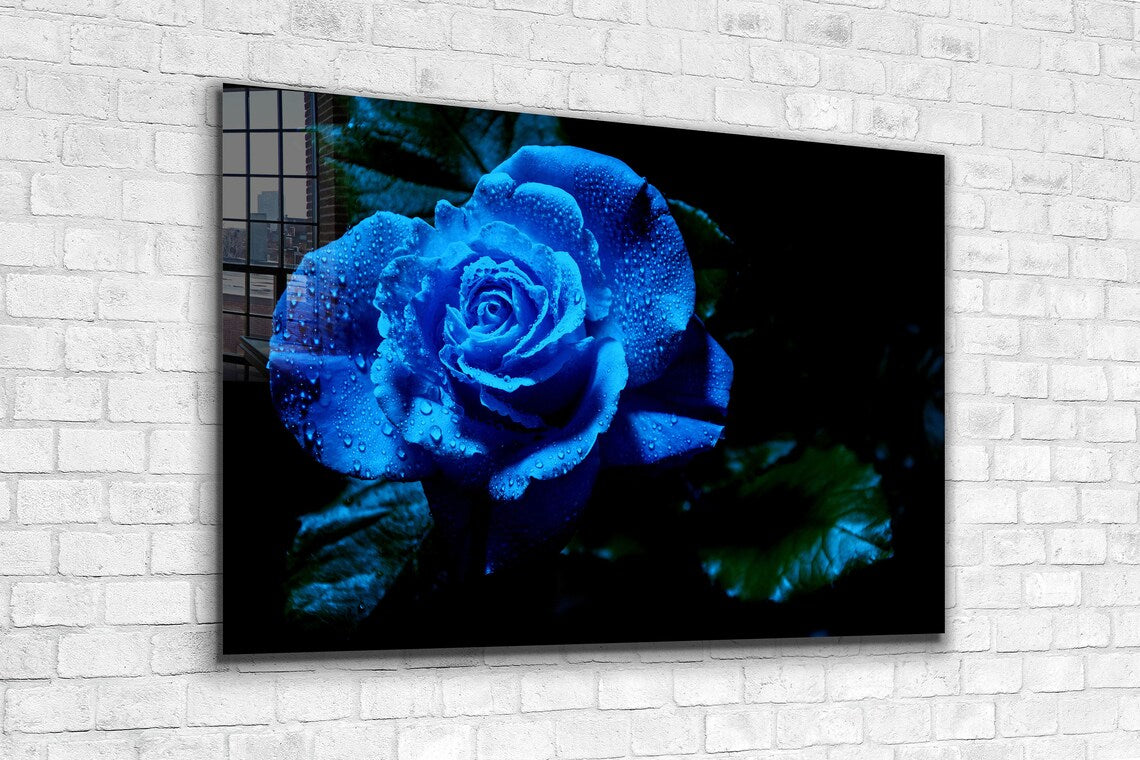 Blue Rose Waterdrops UV Direct Aluminum Print Australian Made Quality