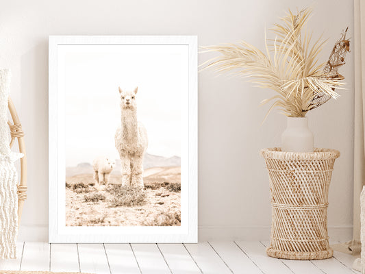 Llama Baby Faded Closeup Photograph Glass Framed Wall Art, Ready to Hang Quality Print With White Border White