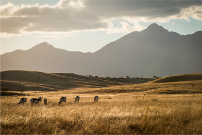 Sonoita Antelope Home Decor Premium Quality Poster Print Choose Your Sizes