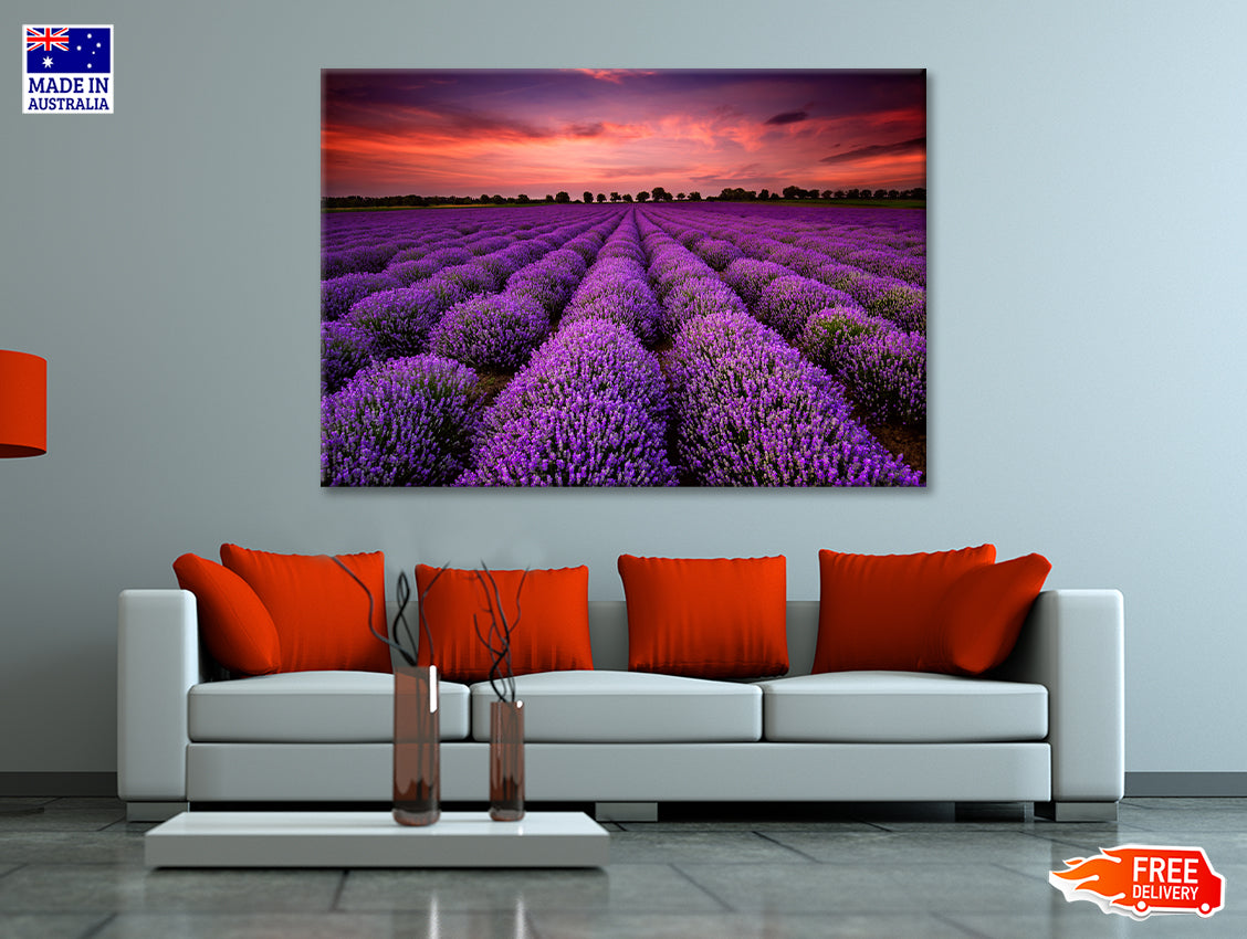 A Field Of Purple Flowers under a Sky with Clouds Print 100% Australian Made