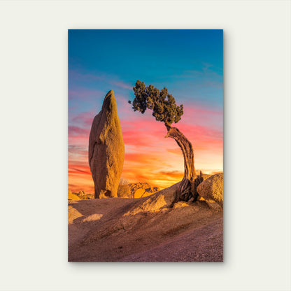 Sunset Joshua Tree Desert Nature 40x60cm Metal Print Ready to Hang