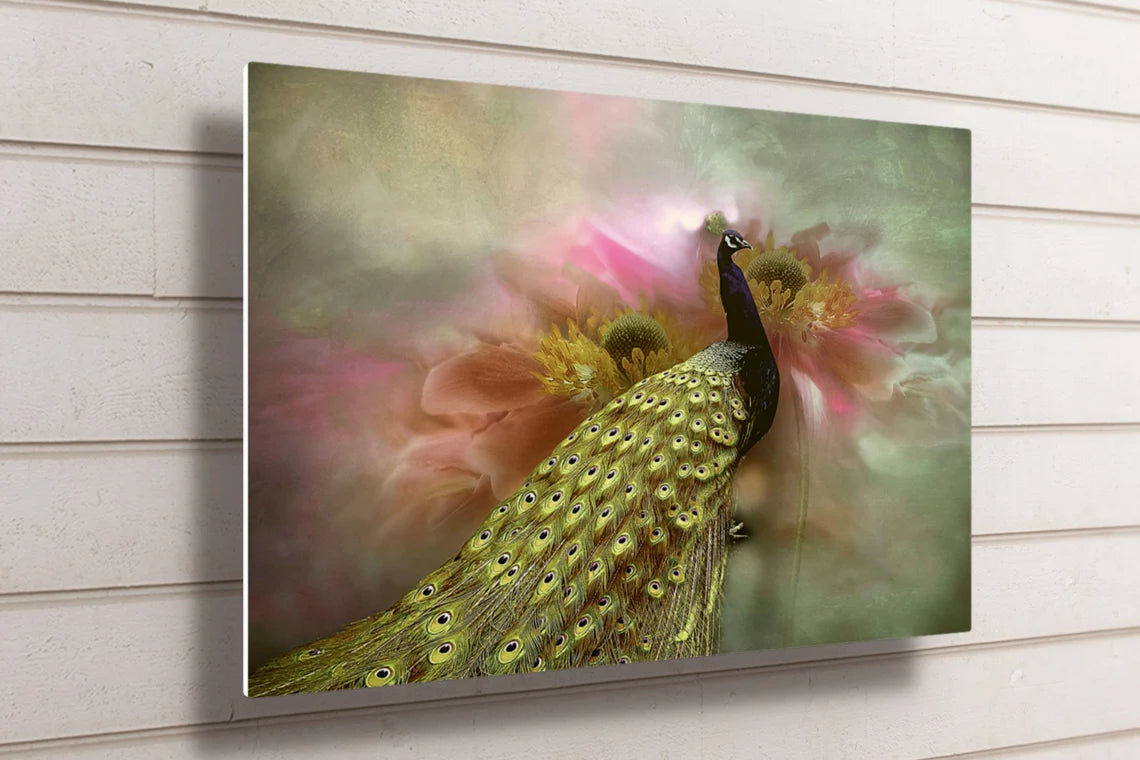 Peacock Wall Art UV Direct Aluminum Print Australian Made Quality