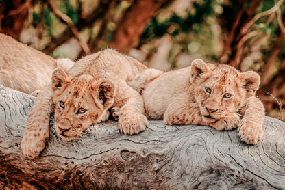 African Safari Lion Cub Neutral Toned Wild Animals Wall Art Decor 100% Australian Made