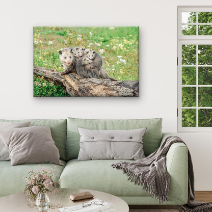 North American Mother Opossum Carrying Babies on Back Wall Art Decor 100% Australian Made