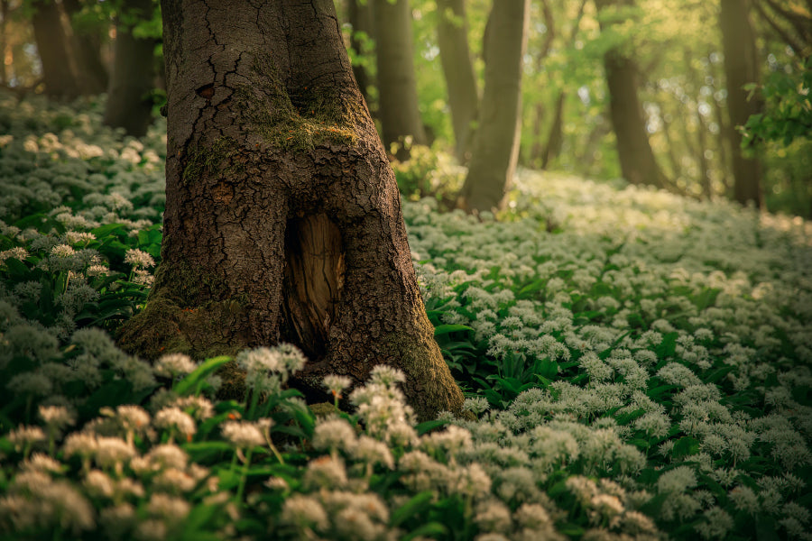 Flowering Ramson, Allium Ursinum Home Decor Premium Quality Poster Print Choose Your Sizes