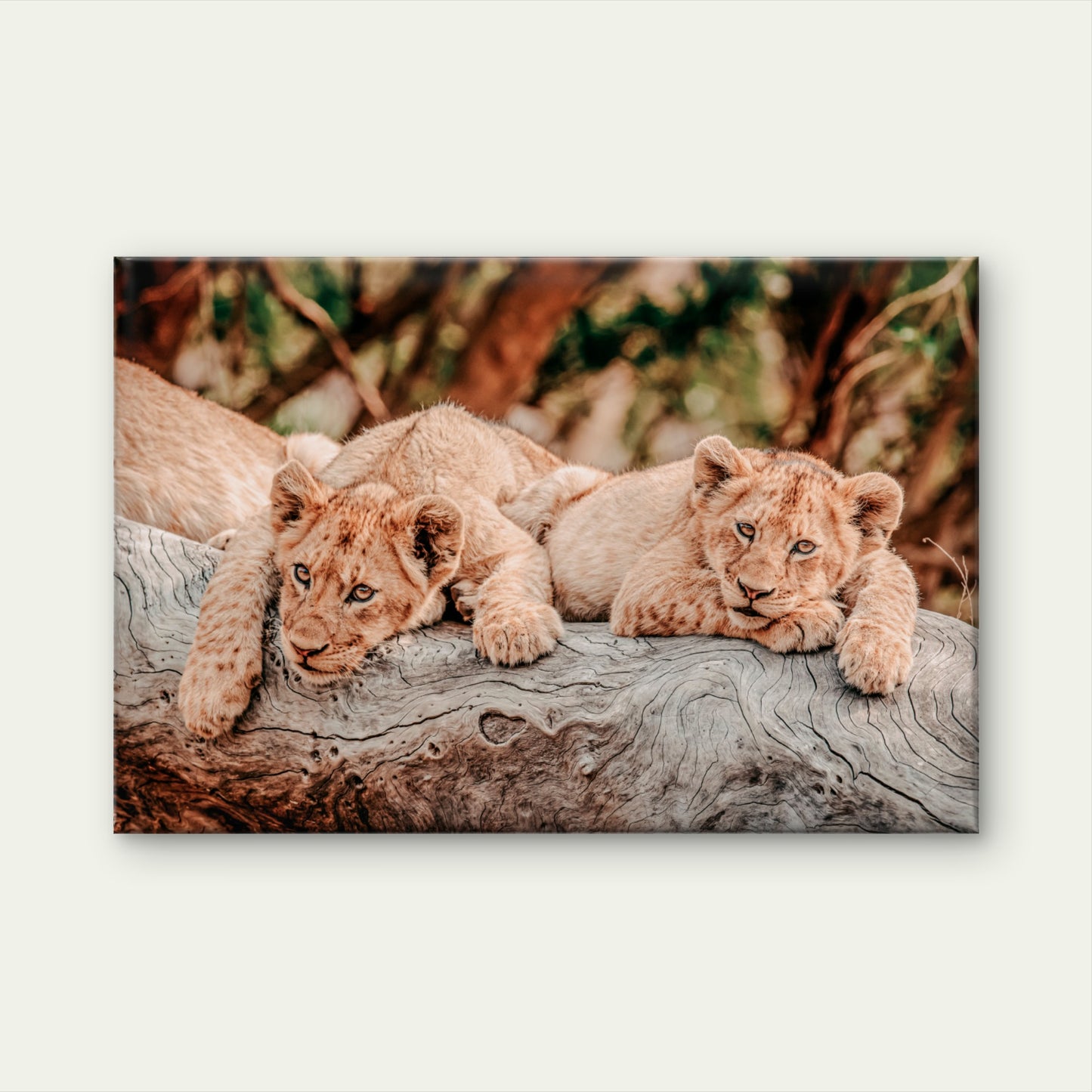 African Safari Lion Cub Neutral Toned Wild Animals Wall Art Decor 100% Australian Made